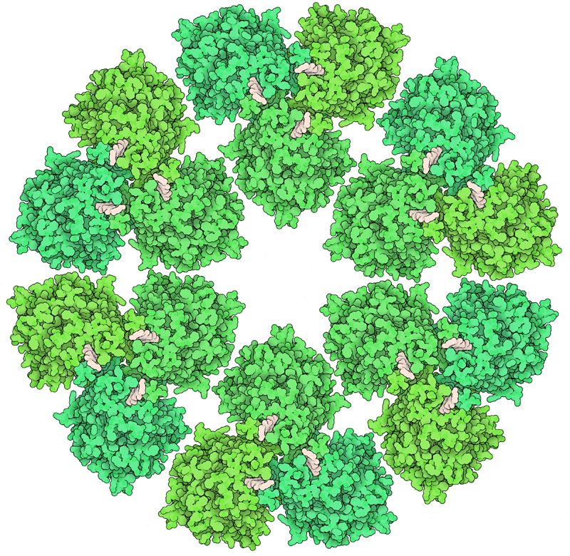 Rendering of cellulose synthase (PBD 6wlb) by David Goodsell
